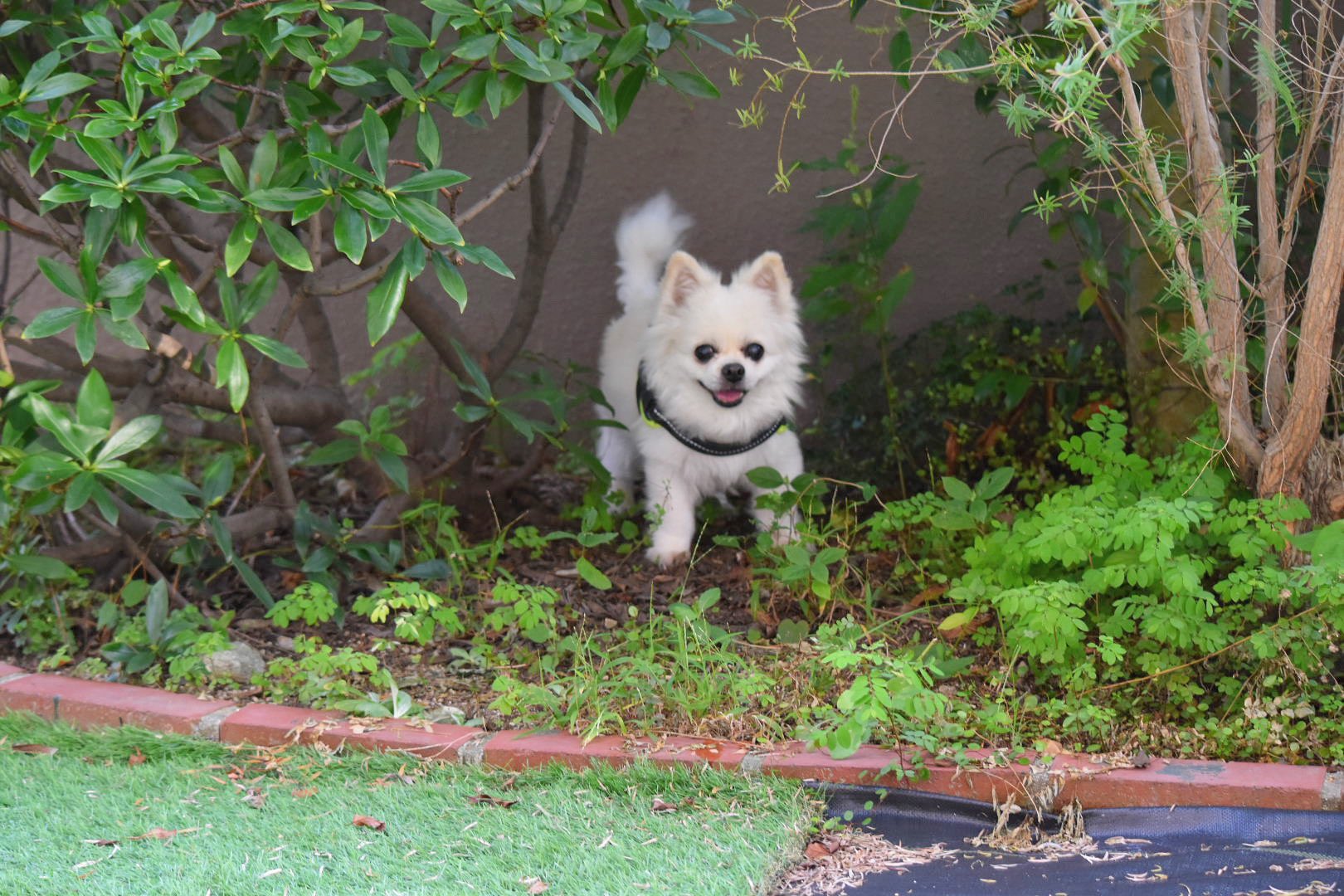 嬉しそうな犬 - Search / X