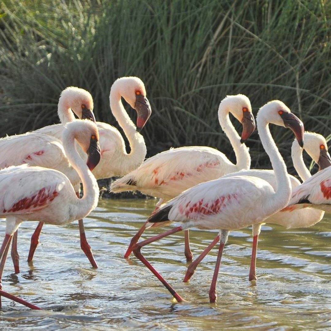 majority of people come to Tanzania to see the Big Five or the Great Wildebeest Migration, one look at pictures of all the incredible birds will surely make them expand their bucket list

visit@ lnkd.in/eqzXwUBR 
 
 Phone: +255 75 5419246

#tanzania #birding #birdwatching