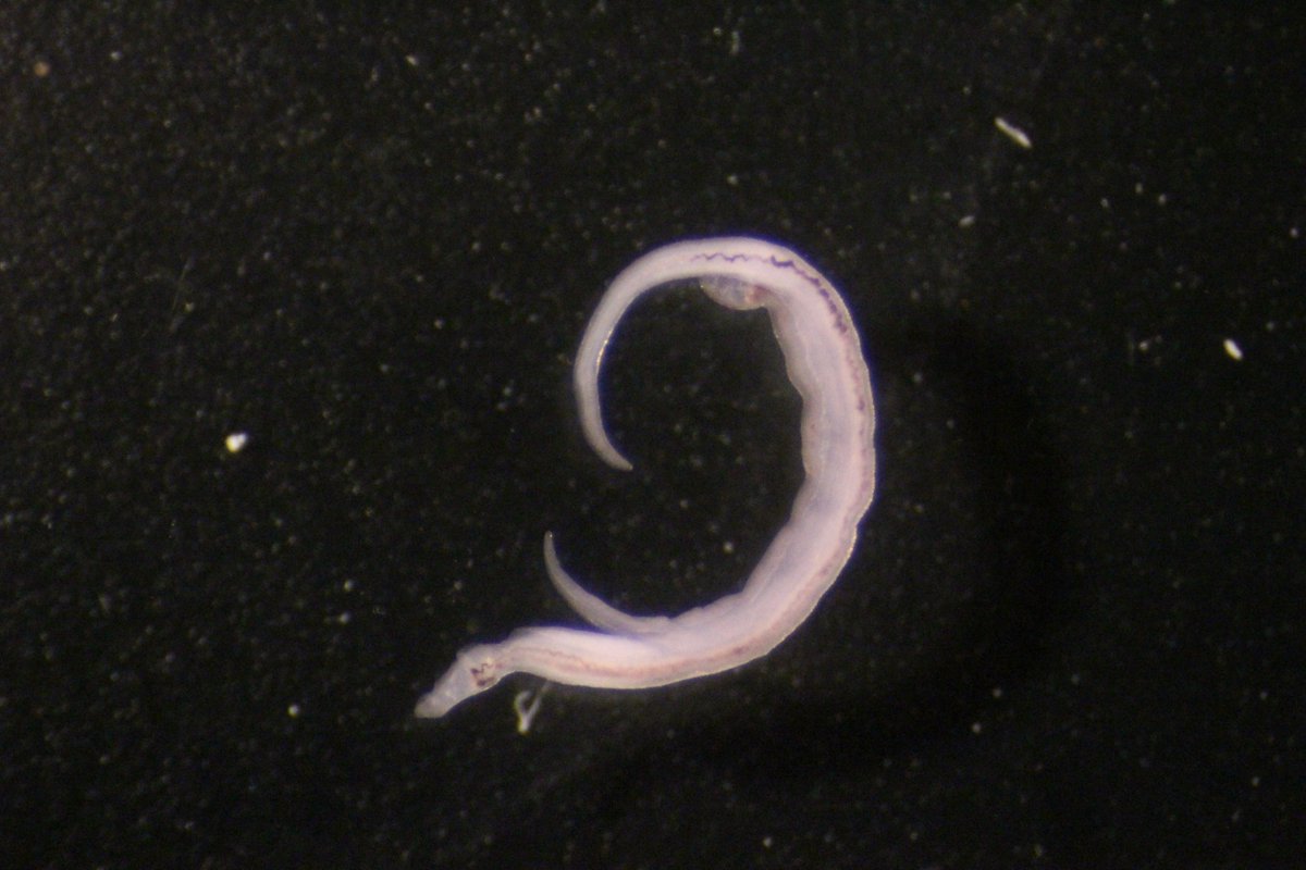 SchistoSSR's tweet photo. Today we noticed a very interesting couple of #Schistosoma #mansoni males. It is unknown if they were like this in a host or they paired together during transport. Note that they are also paired other way around #schistosomiasis #beatNTDs @LSHTM @NHM_Science https://t.co/miWpOegiZK
