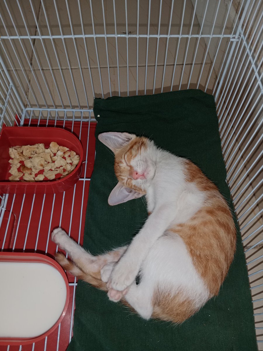 abdullaaxxhh_01's tweet photo. When she sleep 😪😪 she is my cattie thats cute 🥺 #cat #pet #homepet #IsraelTerrorists #Isarael #palastine #FreeGaza #IsraelPalestineWar #นุนิวเกียรตินิยมอันดับหนึ่ง https://t.co/V807L2366q