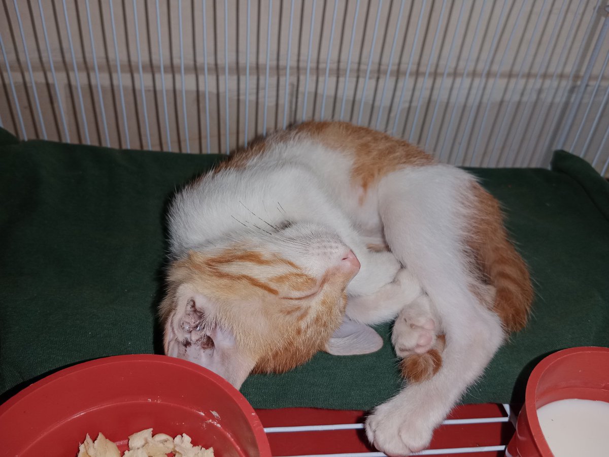 abdullaaxxhh_01's tweet photo. When she sleep 😪😪 she is my cattie thats cute 🥺 #cat #pet #homepet #IsraelTerrorists #Isarael #palastine #FreeGaza #IsraelPalestineWar #นุนิวเกียรตินิยมอันดับหนึ่ง https://t.co/V807L2366q