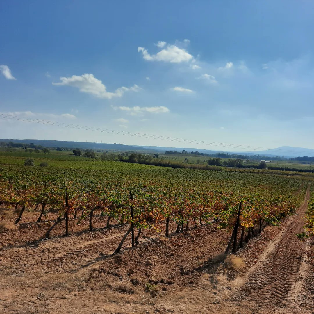MagnoliaFrance's tweet image. Today, a lovely walk through the vineyards from #Azille to #Homps