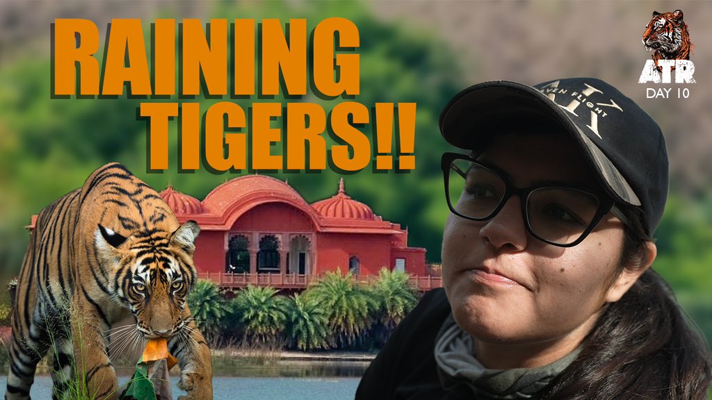 How many tigers are too many tigers? Watch today’s vlog here. youtu.be/aSJJ4z8hNEM?si…