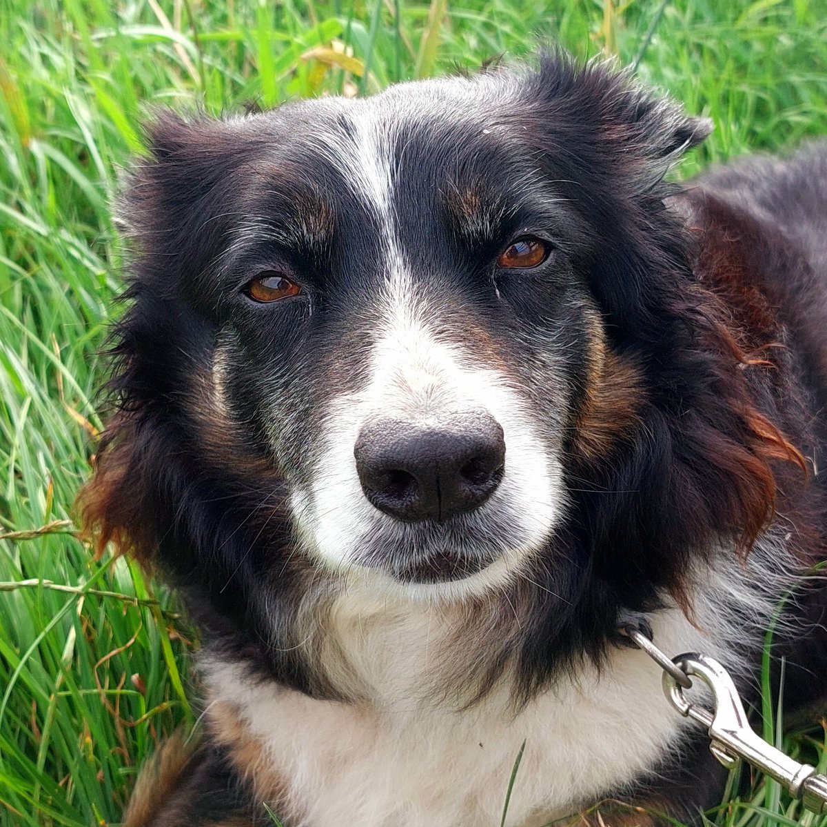 Herdwicks of Highfields Farm tweet media
