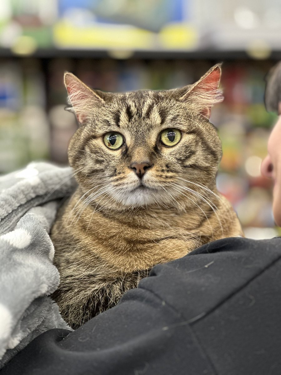 You know it’s going to be a great day when you get to hang out with Simba 😃 😻!
#cutecustomeralert #simba #cutecat #catsofinstagram #yeg #edmonton #localpetstore #petvalu #loveliveshere ❤️ 🐾 #catsofx