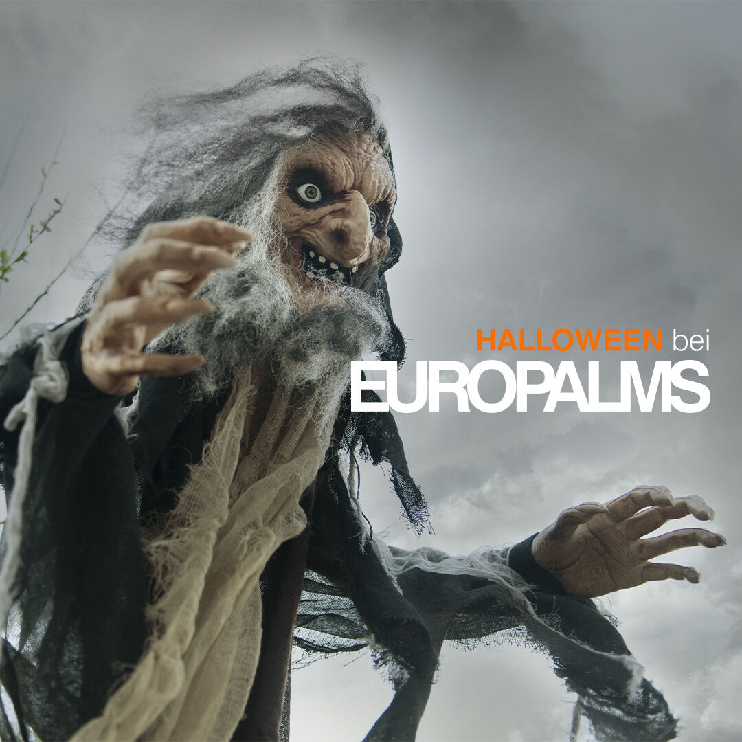 Halloween bei uns im Store #musicandmore #musicandmorestore #makemusicnow #musicgearnews