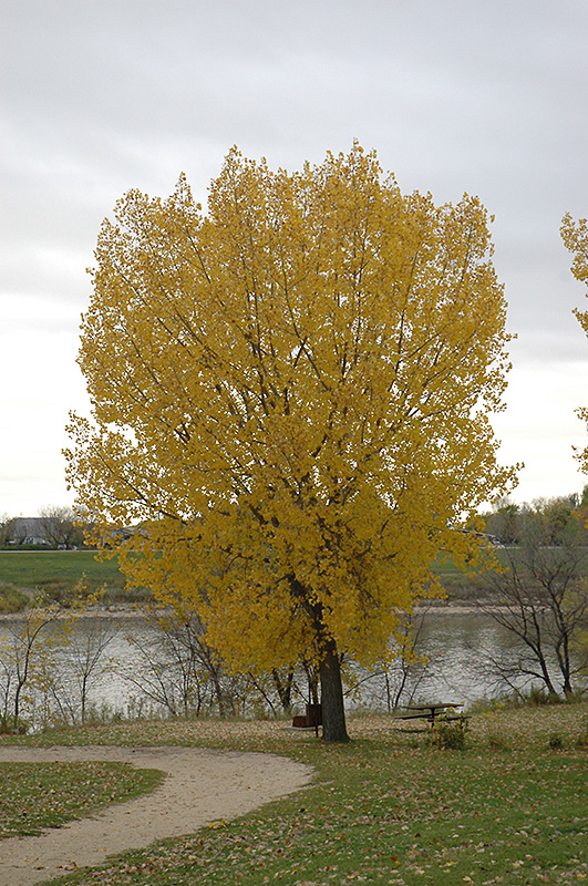 GeoMaitri_'s tweet photo. Plains Cottonwood (Populus deltoides) is Wyoming's state tree, known for its towering presence along waterways. Growing this native tree can bring the spirit of the Cowboy State's landscapes to your home #Wyoming #houseplants #gardening #NativePlants #GeomaitriHouseplantSeries https://t.co/SozbwLWe65