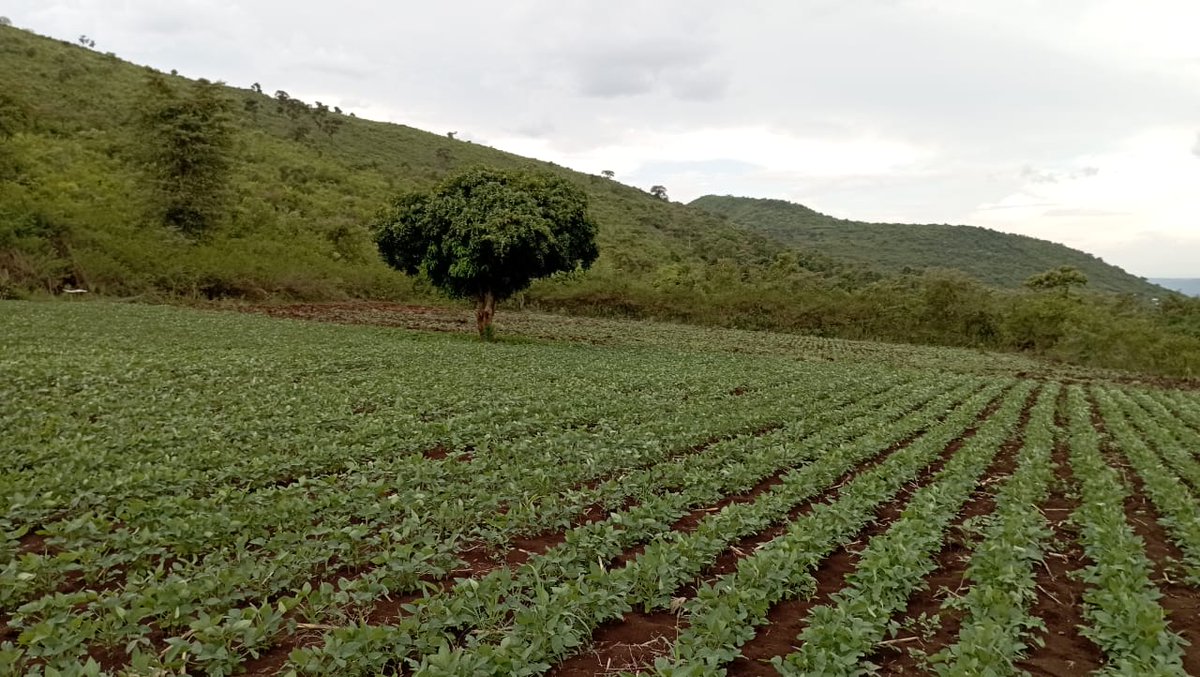 Kings Agricultural Services tweet media