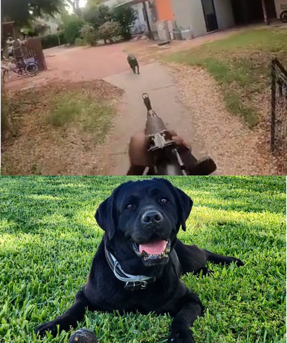 What kind of sick bastards kill dogs for pleasure? Bonita was an 8-year-old Labrador, a big bundle of cuteness with kind eyes that charmed everyone who met her. During the terrorist attack in Israel, one of Hamas's terrorists saw her innocently approaching him, and in exchange,