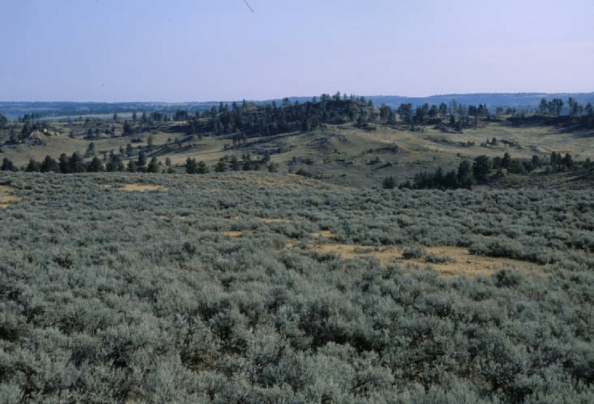 GeoMaitri_'s tweet photo. Wyoming Sagebrush(Artemisia tridentata)is an iconic native shrub of the state's arid regions.Cultivate it &amp; capture the essence of the Cowboy State's highplains in ur home🌄#Wyoming #WyomingHouseplants #houseplants #gardening #NativePlants #GeomaitriHouseplantSeries #biodiversity https://t.co/EIk1RJXv0v