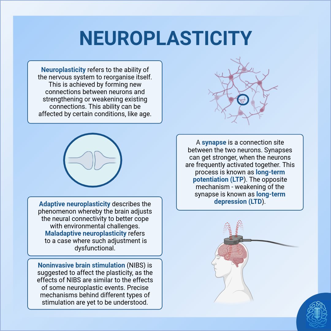 Our brains are not set in stone. They are dynamic and adaptable, they can reorganise themselves if needed. This remarkable quality is known as neuroplasticity. Today we give you a quick overview of it with our infographic. Neuroplasticity is heavily discussed in the context of