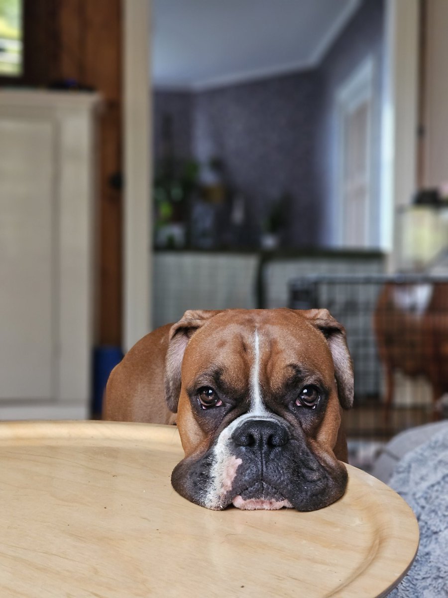 mackan_carlsson's tweet image. Give me food now human!!!! 🥰 #boxerdogs #foodtime