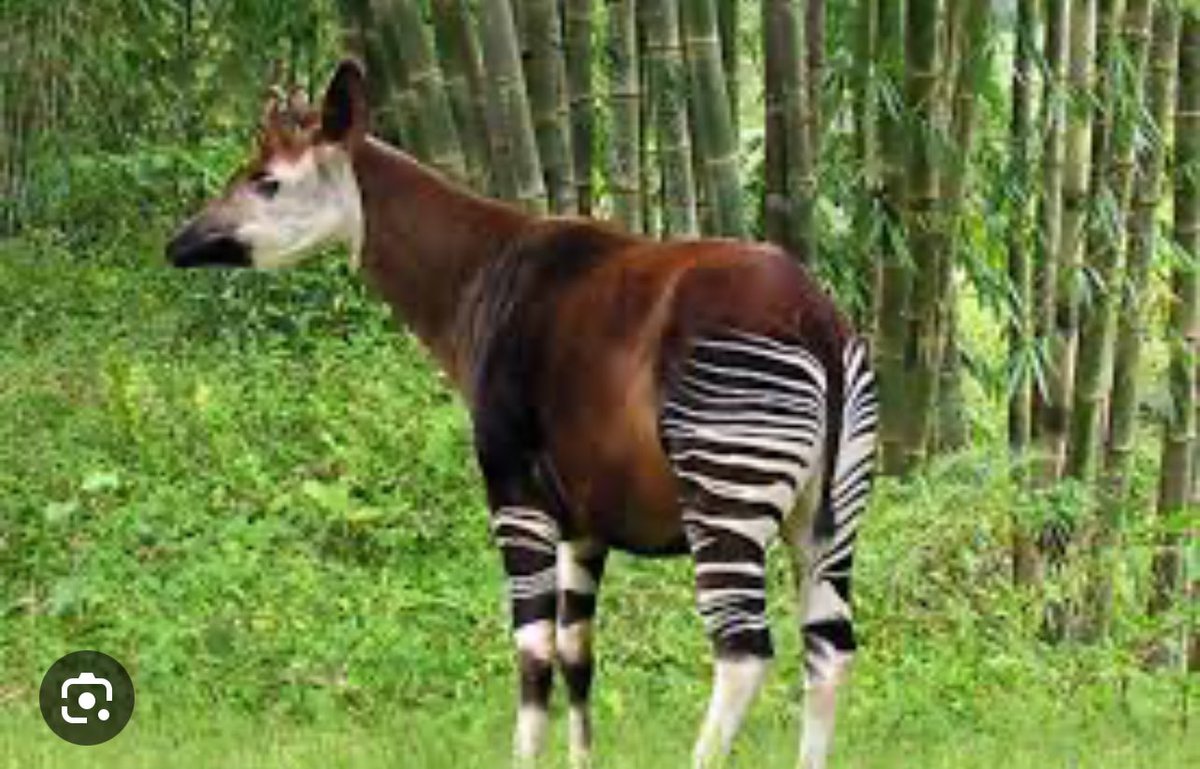 patientanz's tweet photo. L’#OKAPI DE LA RDC 

l'okapi (ou mondonga) est une superstar zoologique de la RDC. Cet #animal qui rappelle à la fois le #zèbre et la #girafe vit #exclusivement dans une petite région au nord-est de la RDC. La #population est estimée de 5 000 à 15 000 et la tendance est à la baisse. Pour cela l'espèce est inscrite sur la liste des espèces en #danger. 

Ces okapis vivent dans la réserve de #faune à okapis qui est une réserve inscrite sur la liste du patrimoine mondial de l'#UNESCO, dans la forêt de l'Ituri au nord-est de la république démocratique du Congo, près des frontières avec le Soudan et l'Ouganda. D'une superficie de 13 726 km2.

Appréciez donc la beauté de cette créature magnifique une exclusivité de la RDC 🇨🇩 👇🏼👇🏼👇🏼👇🏼

@leParrainRDC @VisitCongo_ @VisitCongoToday 

#VisitCongo