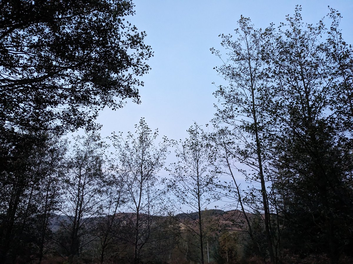 HawhillWoods's tweet photo. Watching the bats and birds as it goes dark. Very relaxing! https://t.co/tpQY28HCvk