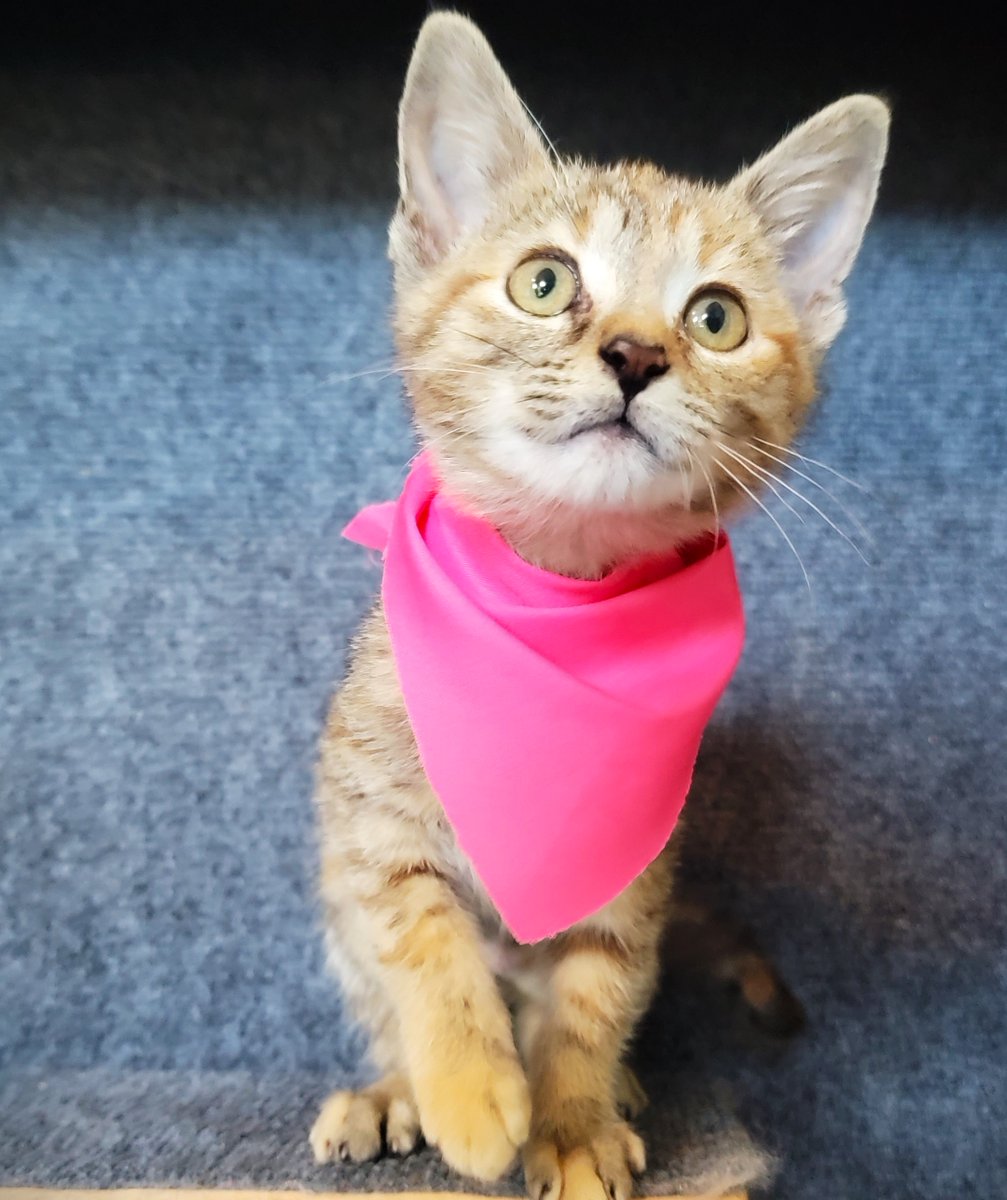 Congratulations to Beans on finding her forever home with one of Crossroads' very own staff members! Happy tails, little friend! #adopt