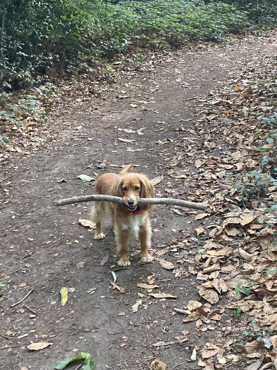AndyT237's tweet photo. @YesMissMurphy Top notch. Here’s my girl with a big stick https://t.co/D7qfDsFw4F