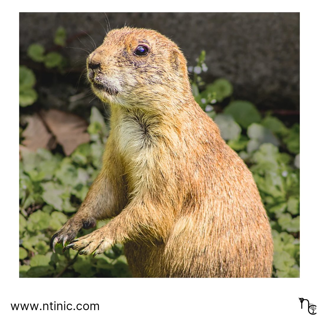 What would life be if we had no courage to attempt anything?
Vincent Van Gogh
#photooftheday #photography #prairiedog #prairiedogphotography #prairiehondfotografie #prairiehond #animalphotography #dierenfotografie