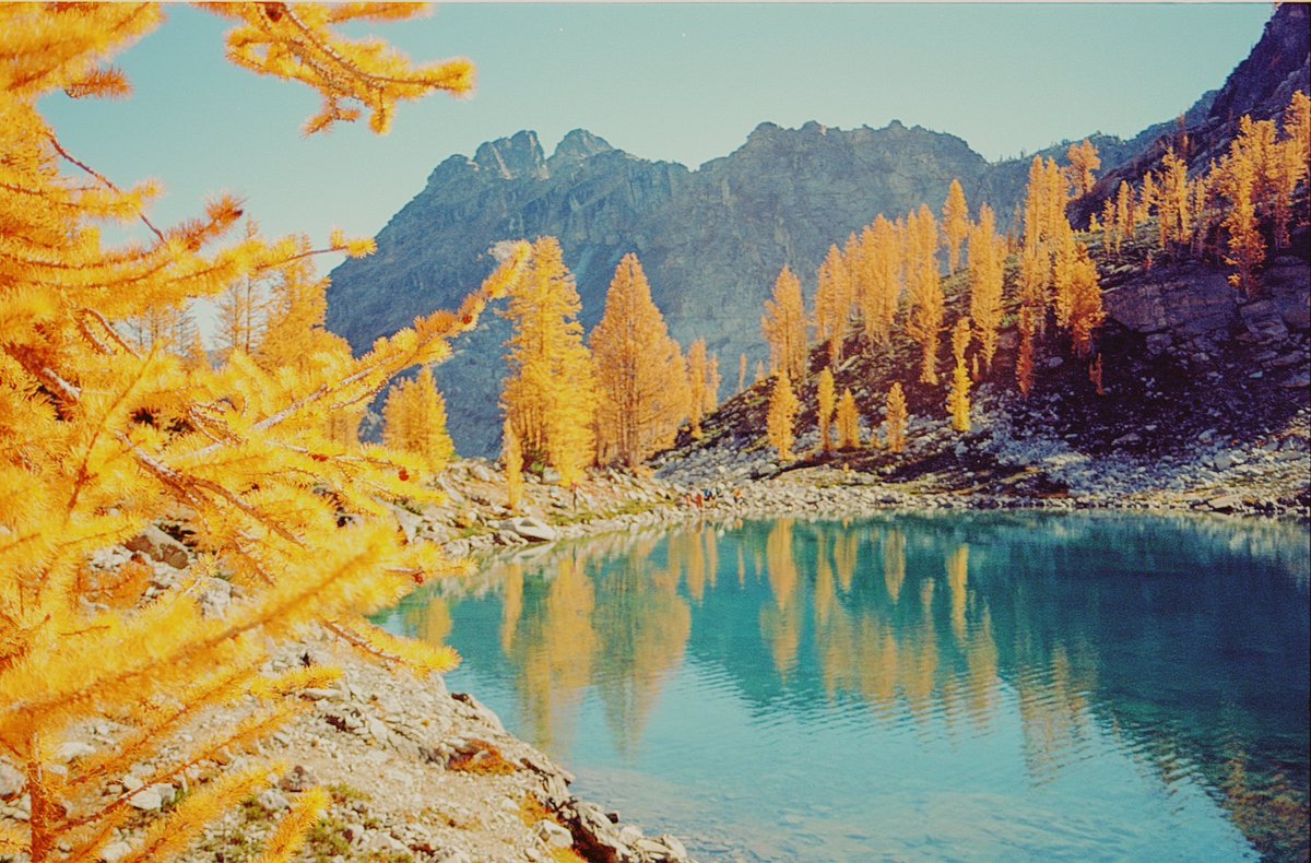 JoseePearlson's tweet photo. Larches on film 🎞️ https://t.co/RGfHwZqf7f
