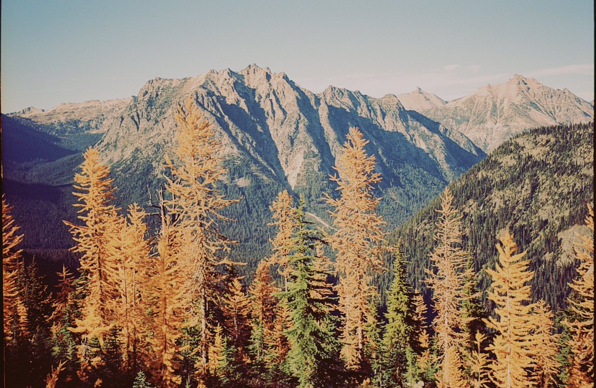 JoseePearlson's tweet photo. Larches on film 🎞️ https://t.co/RGfHwZqf7f