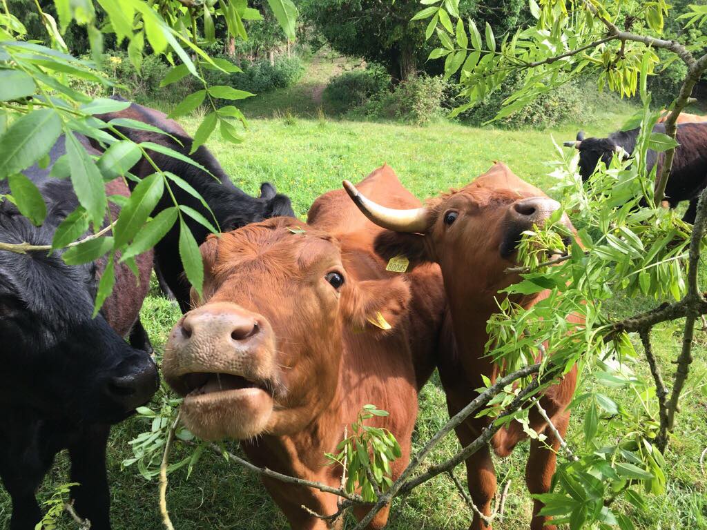 Dexter cattle on our farm having fun and foraging 🐄 We raise our cows completely organically, with no added hormones or nasties. Green grass supplemented with organic oats keeps them happy and healthy - so their meat does the same for us!