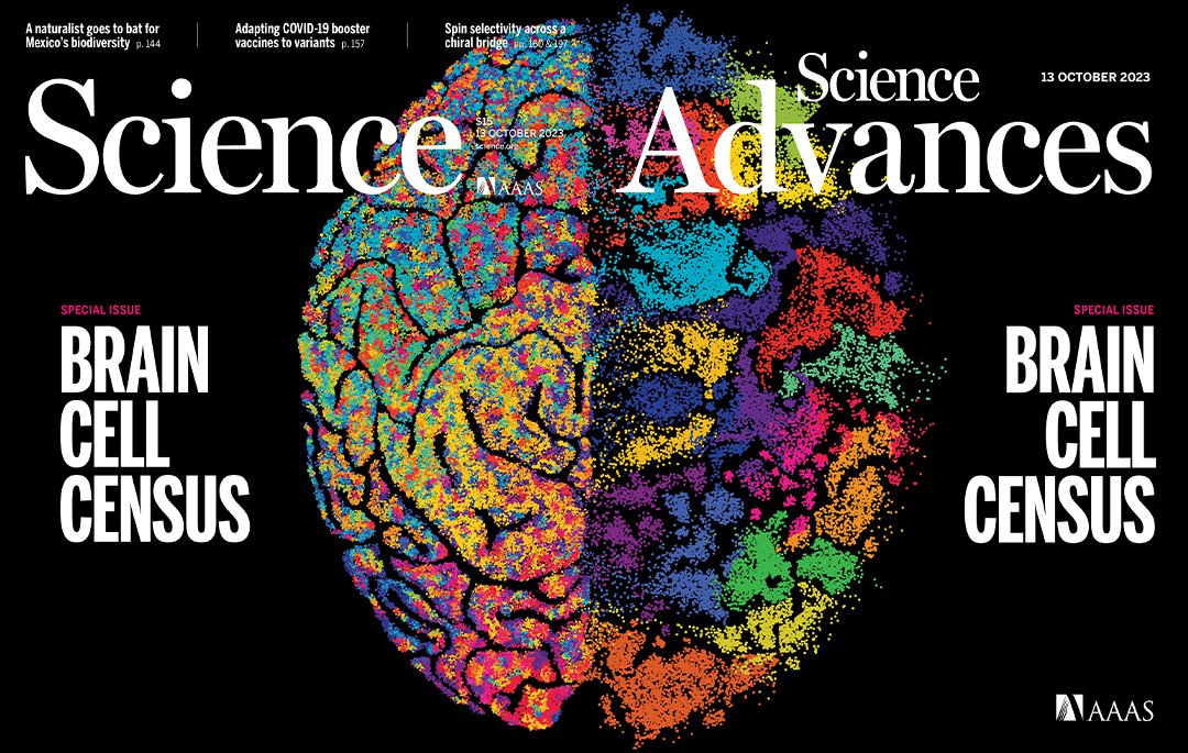 In 21 papers across Science, @ScienceAdvances, and @ScienceTM, researchers with the #BICCN consortium present an atlas of the human and nonhuman primate brain in unprecedented detail. The results uncover the genetic organization of the human brain. scim.ag/4ro