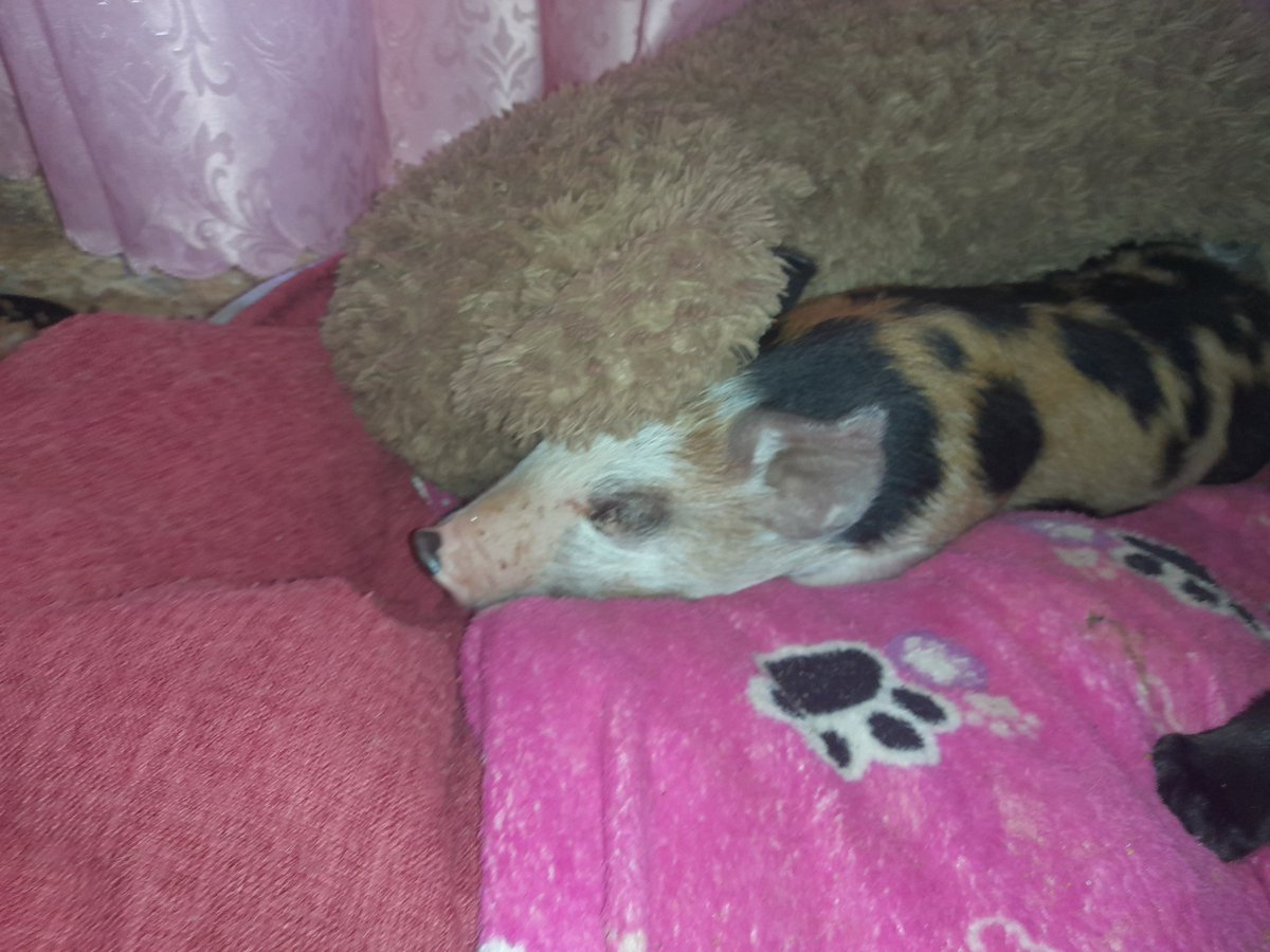 Peppa 🫶🏻
En Omfa toda vida se respeta 🙂