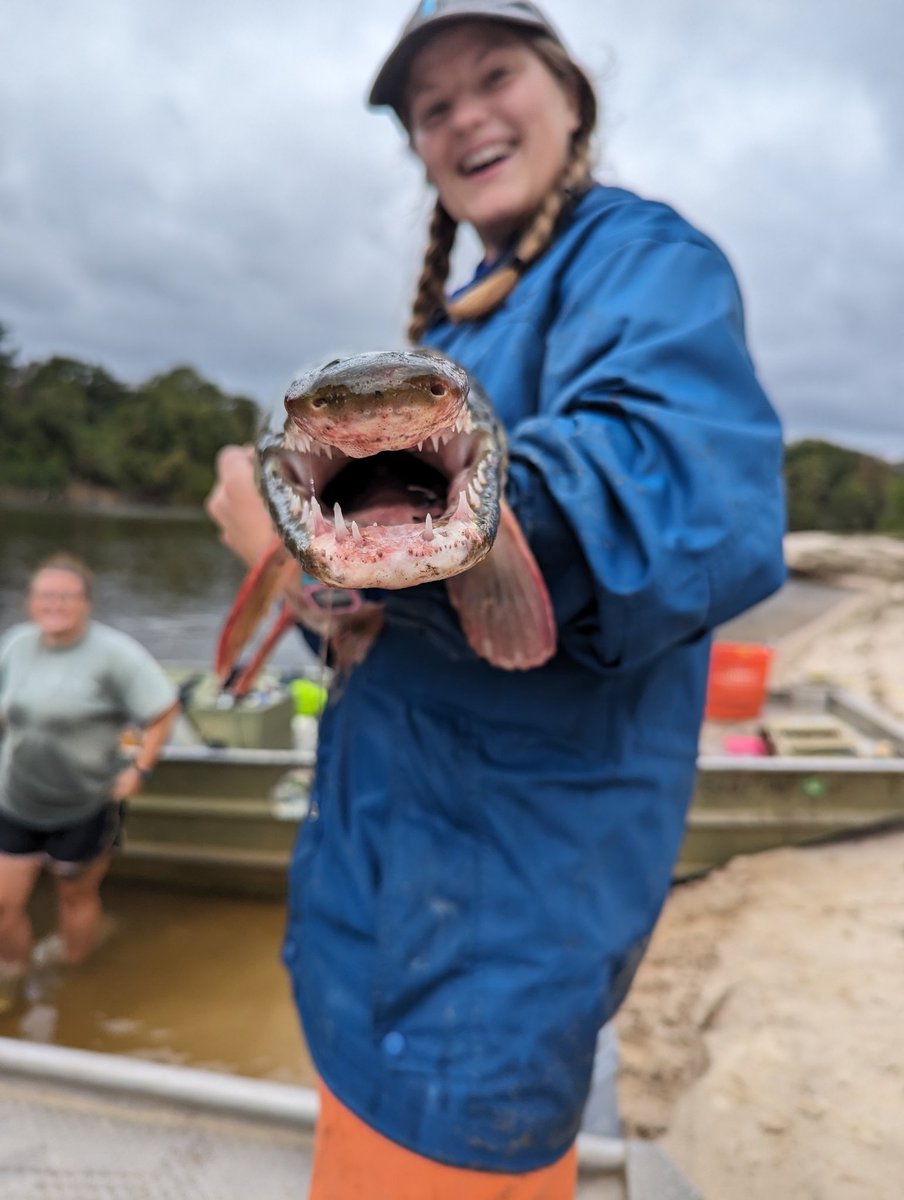 Sturgeon fishing is going a bit slow (only 1 this far) but <a href="/lyssa_pagel/">Alyssa Pagel</a>'s boat got an Alligator Gar!