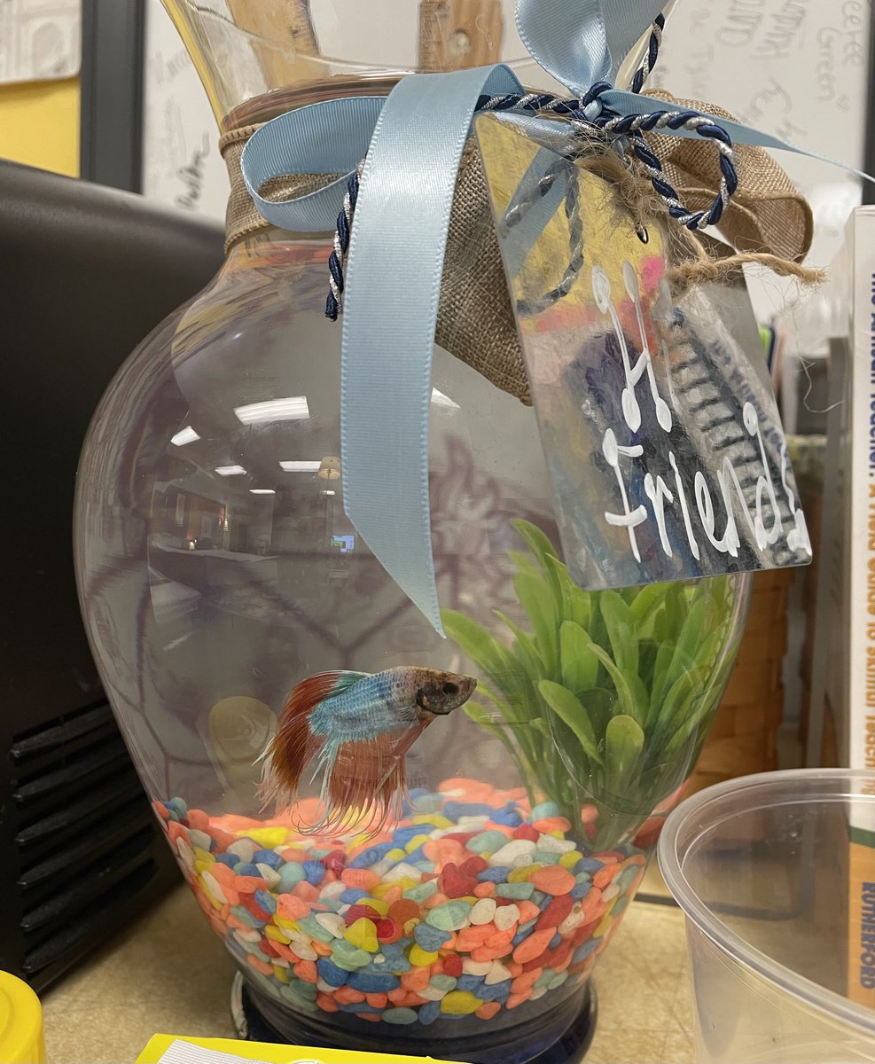 Kelli Stein tweet media