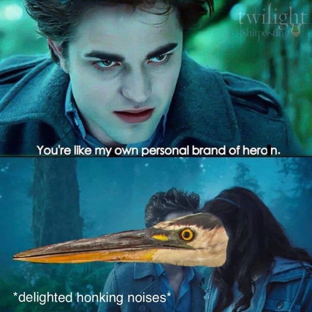 Karlyle31's tweet photo. I know it’s not a pelican but this meme gave me SERIOUS @hankgreen energy when I saw it. #Twilight #hankgreen #heron #BIRD https://t.co/29m2vC7W2H
