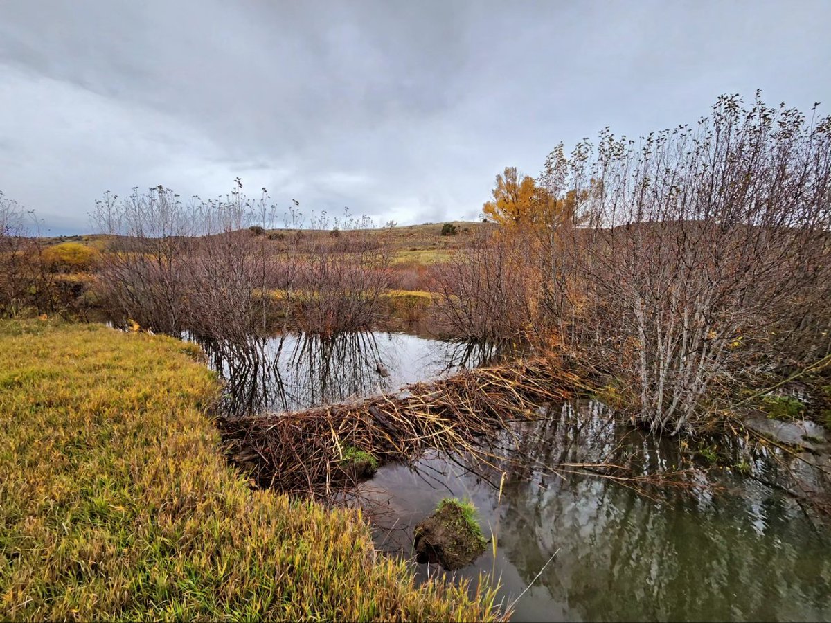 Some fall fish sampling in southwest Montana. Beavers have shown up in this little stream and started doing their thing! #trout #troutunlimited #beaver