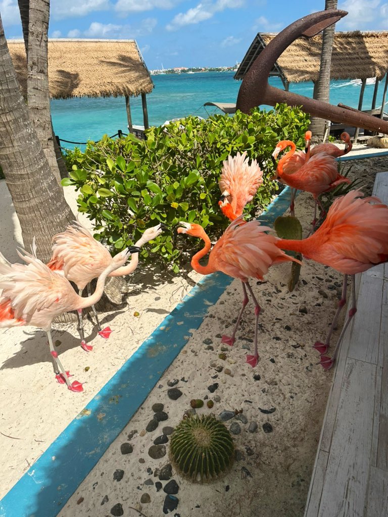 TimeraWilliams's tweet image. 🦩🦩🦩