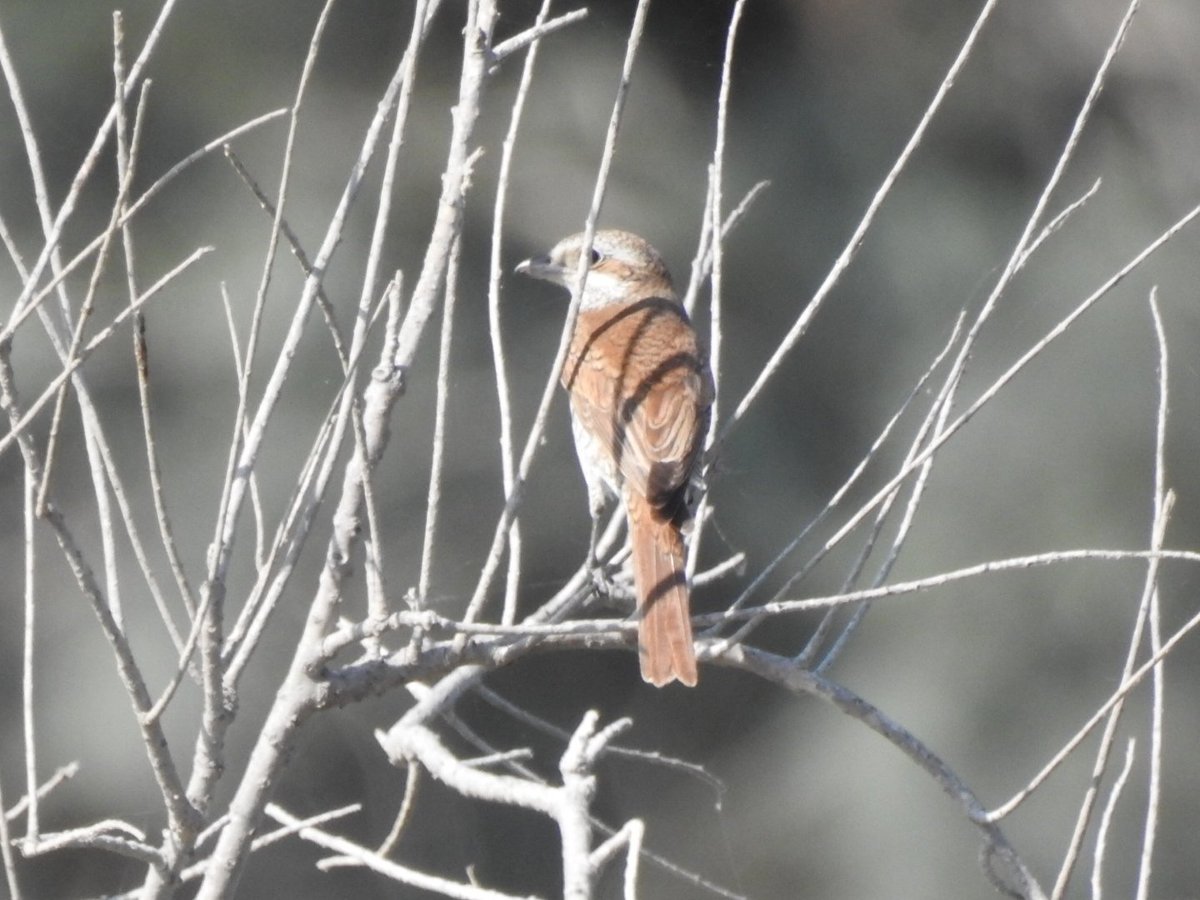 #cyprusbirds Achna, Osprey 1, Long-Leg Buzzard 1, Great Egret 2, Cattle Egret 1, Spur-Winged Lapwing c50, Masked Shrike 1, Red backed Shrike 3, Redstart 2, Garganey 1, kingfisher 3.