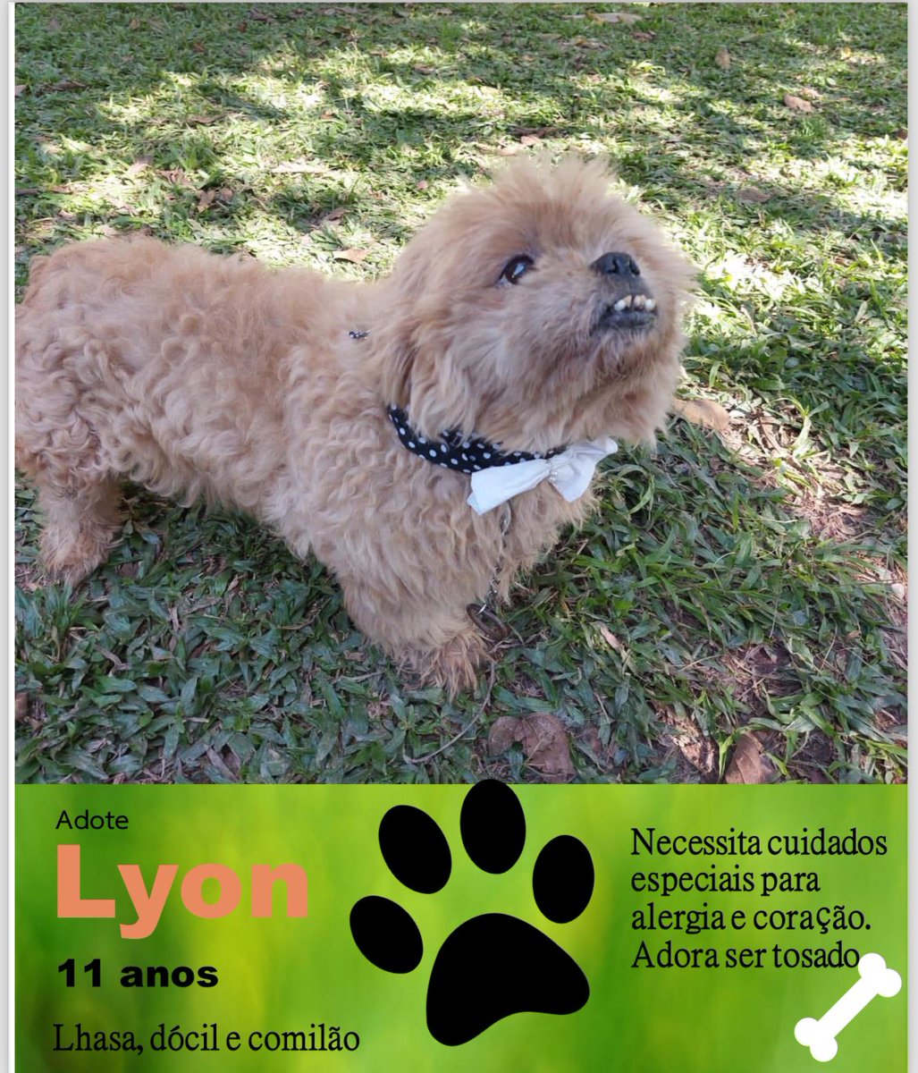 NaturezaEmForma's tweet photo. Temos novos amiguinhos esperando por você aqui na natureza em forma! Venha ADOTAR o Lyon e deixe ele ser seu novo amor 🥰 ��� Compartilhe!!! https://t.co/EROm3Ht3y7