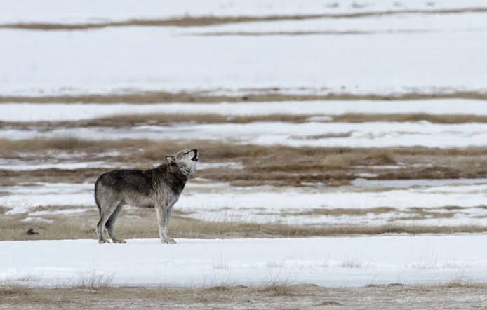 AyshahAwan's tweet photo. Whatever they are saying and however wolves hear it, the impression on me is of some ancient story, wordless as a dream at dawn.”
Carl Safina, Beyond Words; What Wolves and Dogs Think and Feel
2/2 
#SaveWolves  
#LetTheWolvesRunFree #StandForWolves https://t.co/cRrZqDZVWr