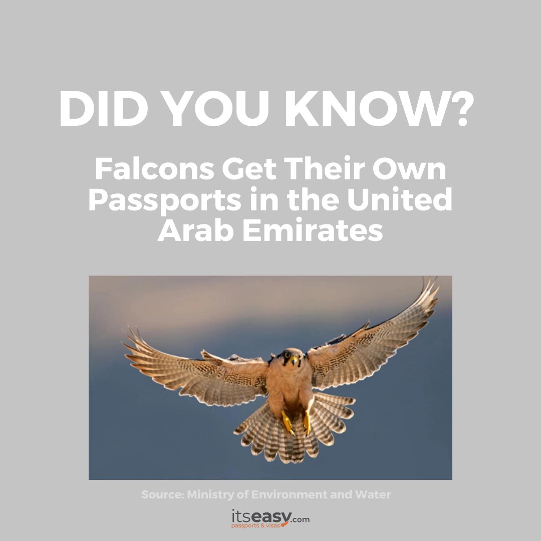 Can we apply to fly first class with the falcons? 👀 If you need passport assistance (for humans), we can help! Visit itseasy.com or call us at 1-866-ITSEASY.