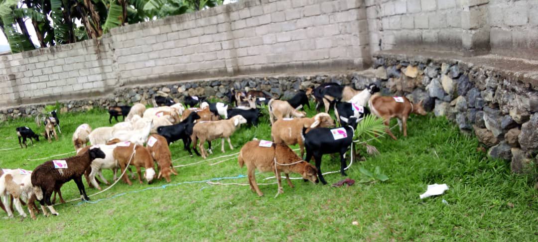 NYUNDO SECTOR tweet media