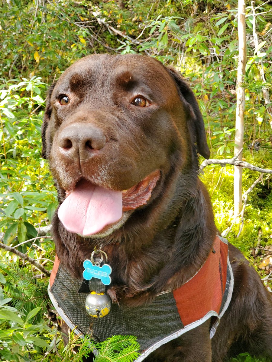 When your day startes with a walk in the Woods with this guy, it's not all bad. 
#dogsofx #dogs #chocolatelab #Labrador #Retriever #walkinthewoods #stressfree