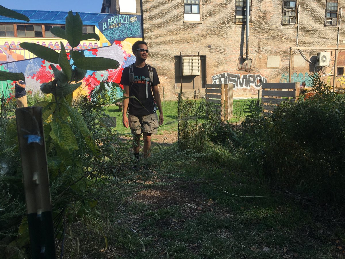 lucyvatko's tweet photo. A visit to the Harvest Festival at @elpaseogarden in #Pilsen, Chicago. Picked tomatoes, ate fresh tamales, and listened to a panel on habitat restoration, community development and the pressures brought by gentrification. Also met @PilsenAlliance. Part of @ChurchillFship https://t.co/wJNeTbV8DI