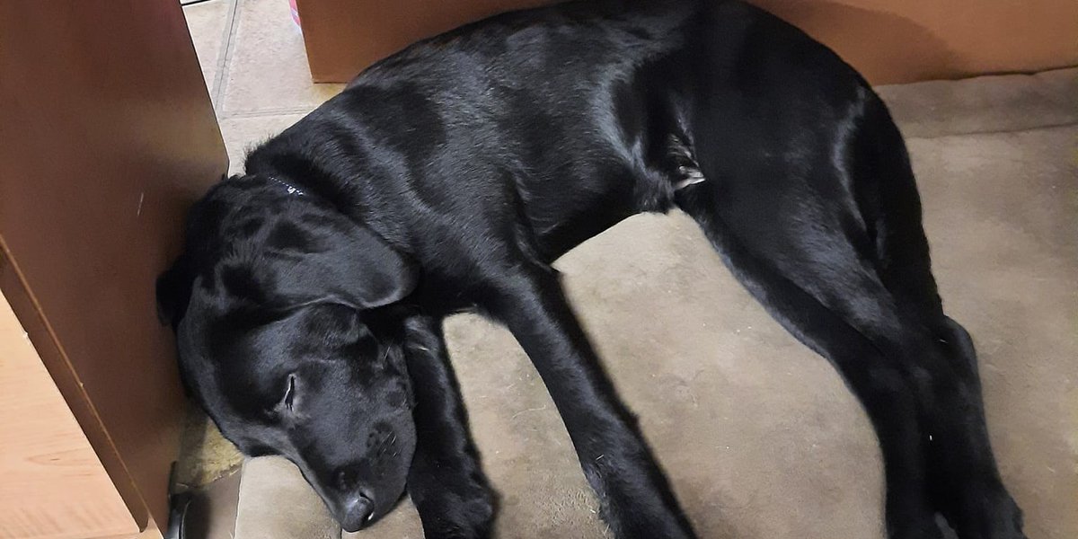 SSD Cassidy might be a black lab puppy on a tan dog bed, but she becomes “invisible” when she relaxes under her raiser's desk at work.

Psssst! We need puppy raisers! Tip-toe over to our website (or run, jump, or skip – SSD Cassidy won’t move) and sign up: khs.org/what-we-do/ass…