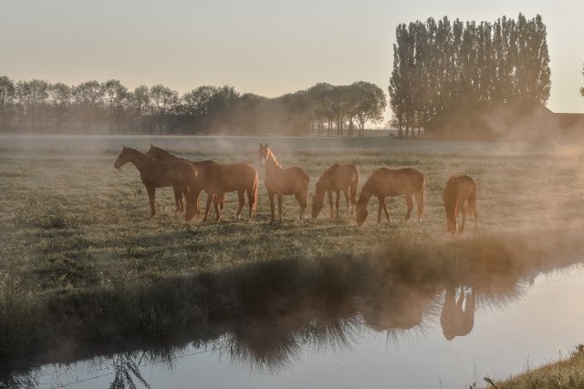 equine__dentist's tweet image. this is how it feels to smoke a drunk cigarette with the boys