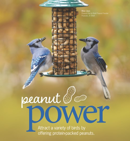 📣 Last weekend to save on peanuts! 📣 15% off all sizes of peanuts (in-shell and no-shell) until September 16th! Save in-store and online at order.wbu.com/guelph 🥜 #peanuts #backyardbirds #wbuguelph #bluejays #woodpeckers #chickadees #nuthatch