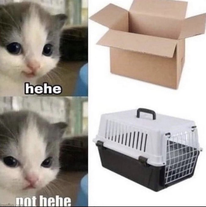 catshouldnt's tweet image. 