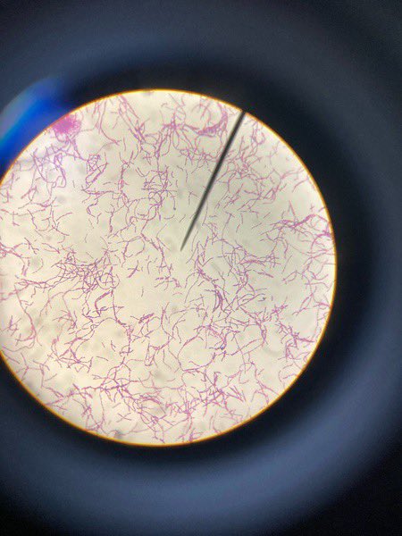 Adv Bio students captured great images of cells!