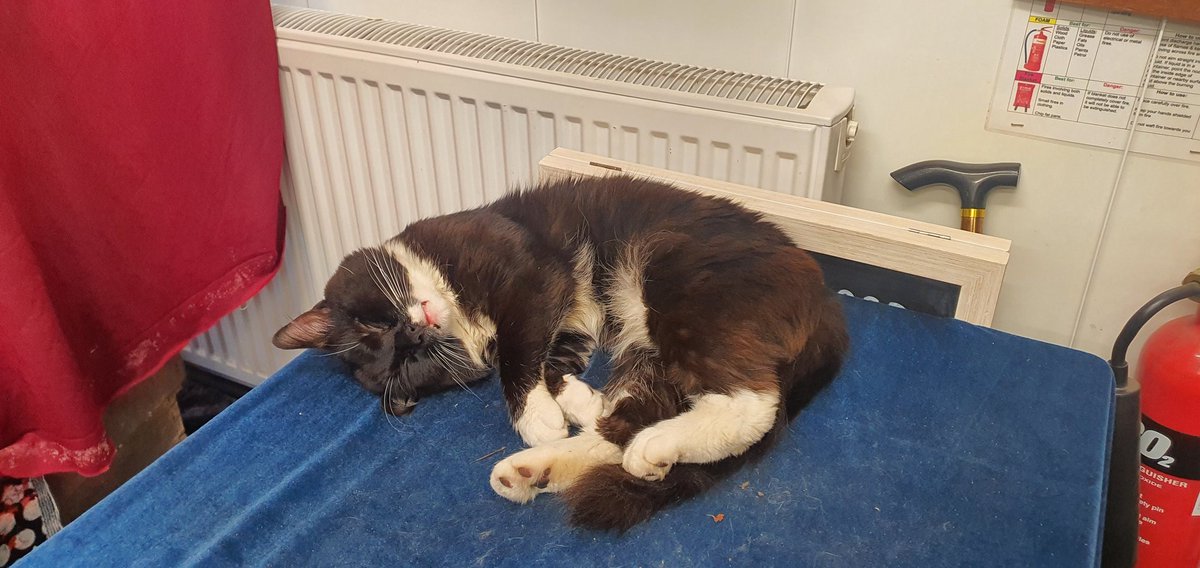 ThumbsDeKat's tweet photo. I dreams of Dreamies... https://t.co/ztMO2qM6Wn