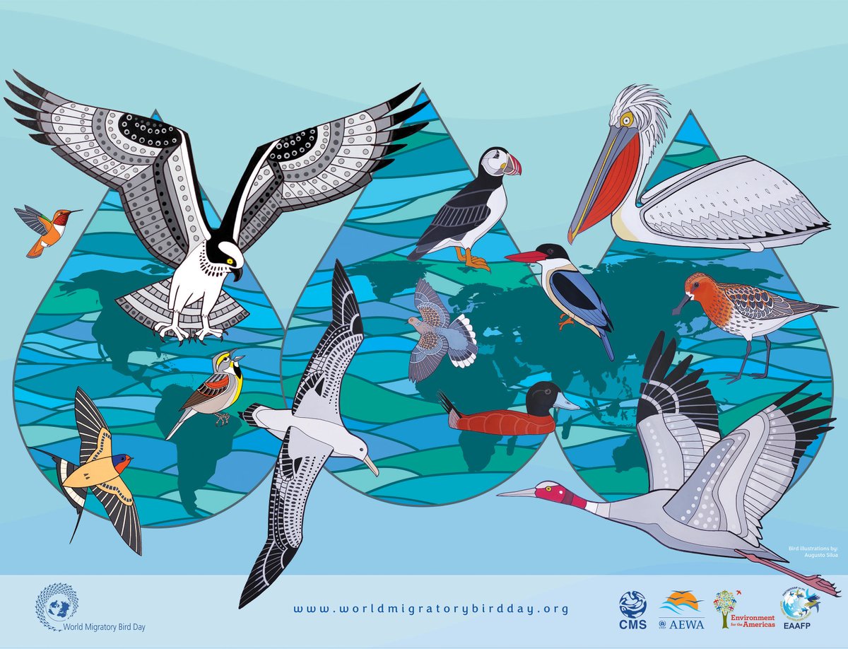 GlobalGoalsUN's tweet photo. 🐦 🌍 Migratory birds are nature's globe-trotters, relying on water along their incredible journeys. Bodies of water provide essential stops for feeding, nesting, and rest. Let's protect the habitats of our avian friends! 🦢💙🌿 #GlobalGoals #WMBD23 https://t.co/ZjulbDWL1V https://t.co/Ja83qrvYhx