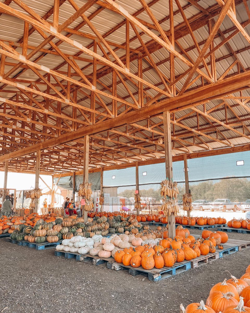 artourism's tweet photo. Add these four things to your fall itinerary in The Natural State!

🎃 Find the pick of the patch
🏕️ Enjoy a camping trip
🎢 Have fun at a festival or fair
🥾 Go for a scenic hike

#ARAmbassadors #VisitArkansas #ArkansasFall https://t.co/nylzTZtmfI https://t.co/BzgqijF0Zl