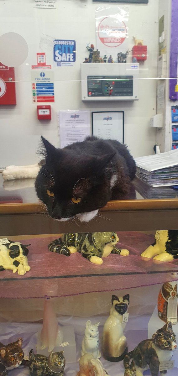 ThumbsDeKat's tweet photo. Springing into action... any minute now... #cats #lazybones #illegal #purrfect https://t.co/C3pd5v2OAj