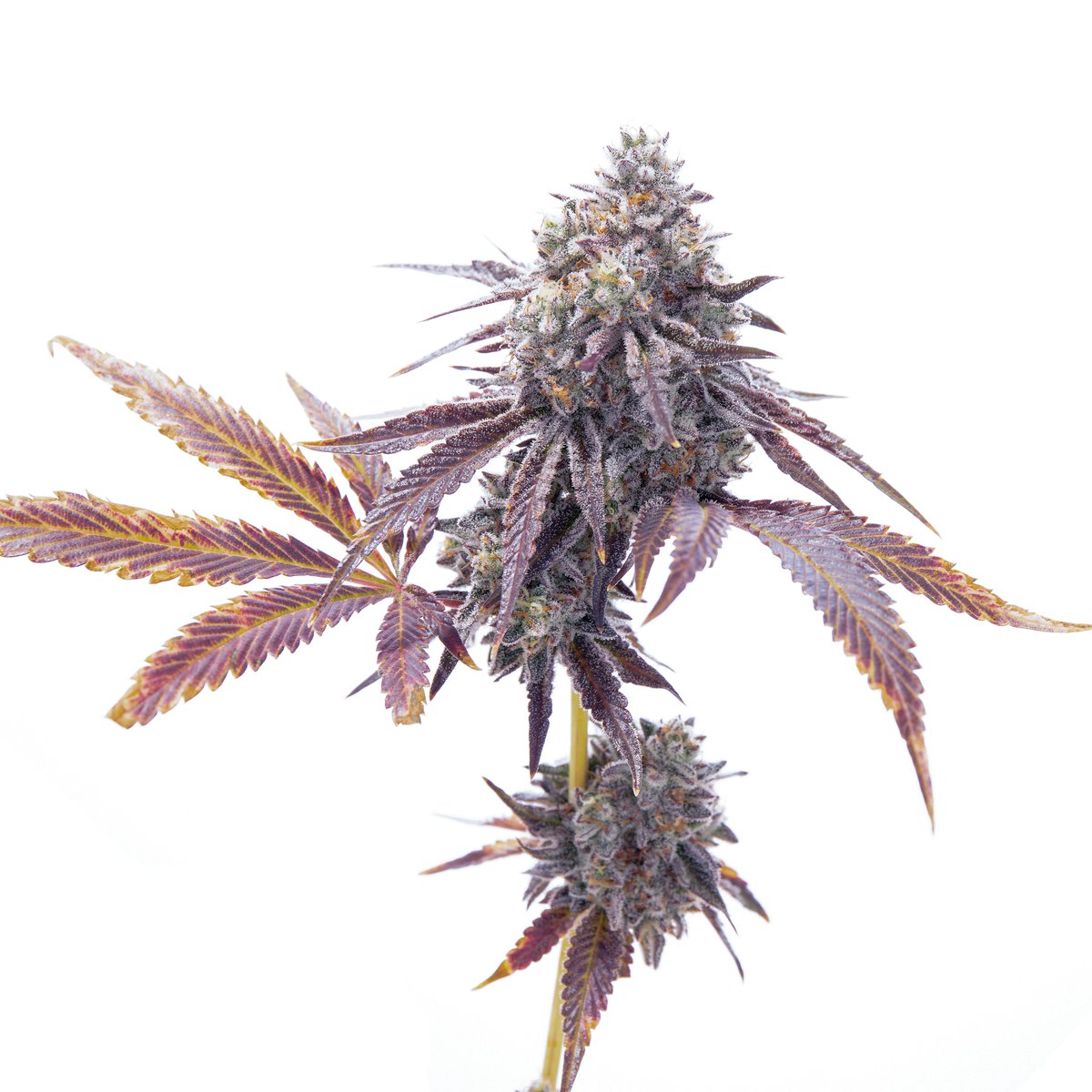 RomulanJake's tweet image. Holyfield (F1) fems
Dropping October 27th
.
.
.
#RomulanGenetics #Holyfield
#SeedDrop #NewStrain