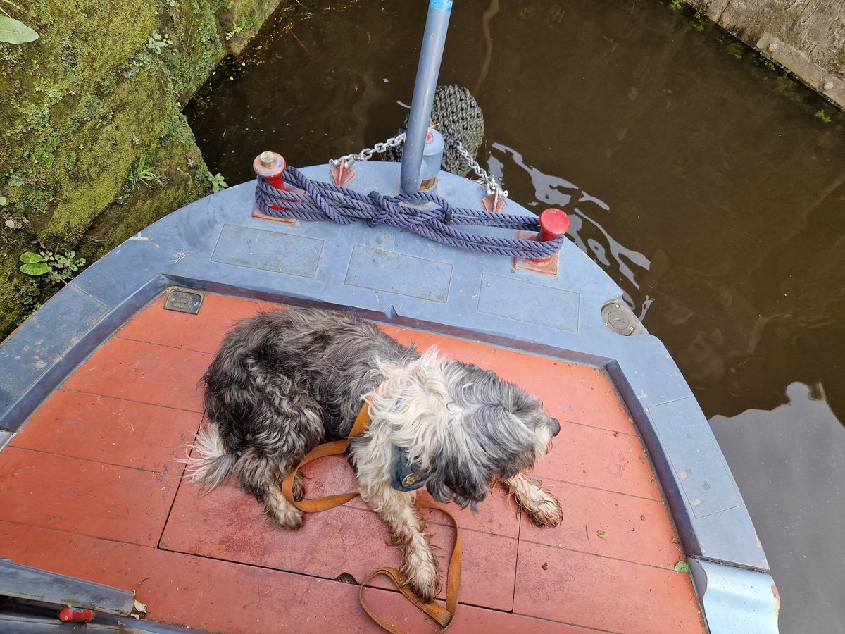 Big thanks to @Mickeyduff and of course Alfie for this morning's trip on NB 'Northumbria' up the Tinsley Flight and back to Victoria Quays - welcome back to Sheffield! @CRTYorkshireNE @CanalRiverTrust #keepcanalsalive