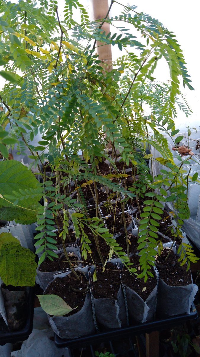 Here are my recently repotted Golden Honey Locusts. Should be ready to grow quite a bit bigger next year.
#lyis #foodforest #treenursery